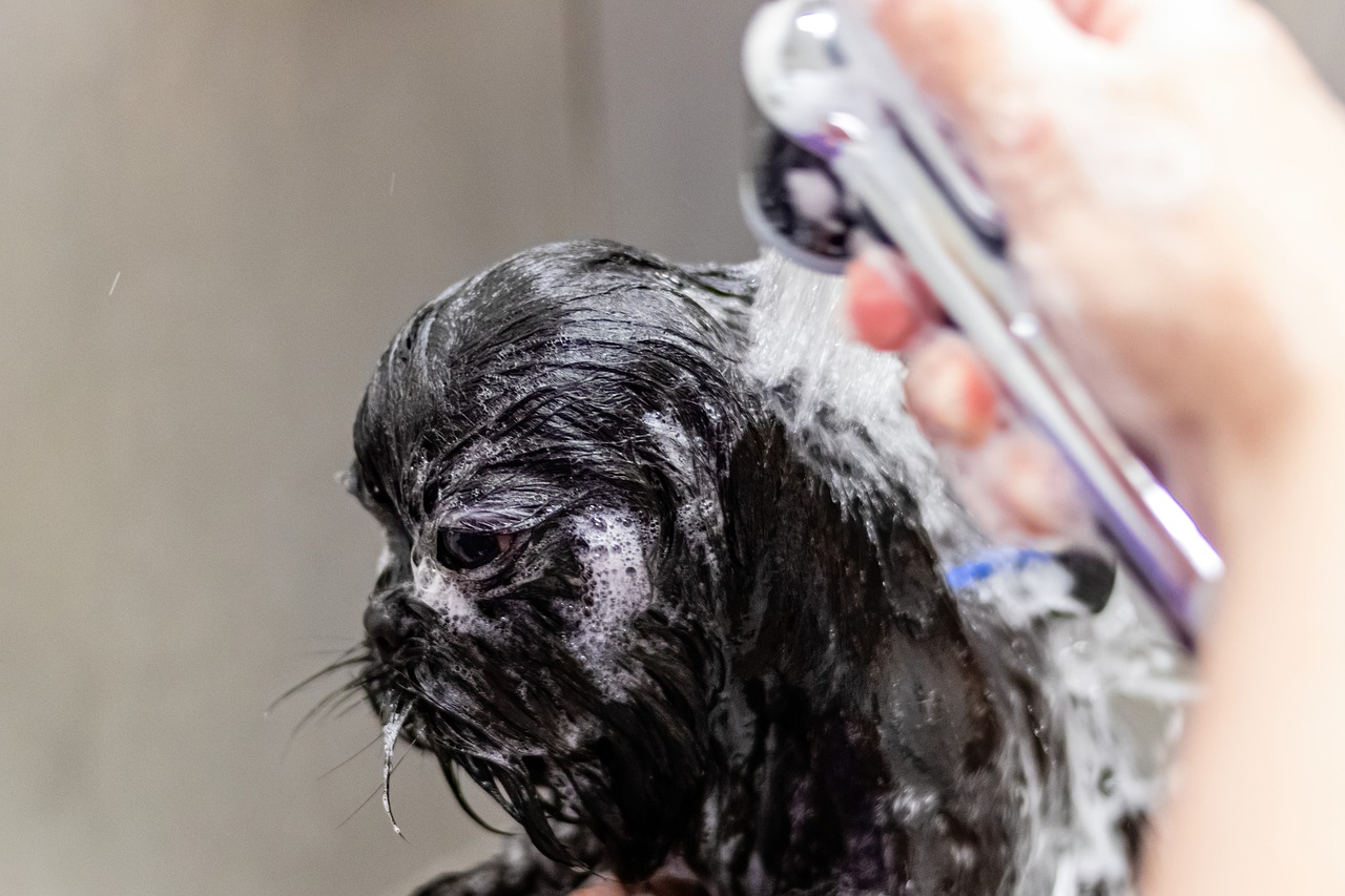 The Best Grooming Techniques for Different Breeds